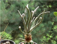 a27f3160-Astrophytum caput medusae.JPG